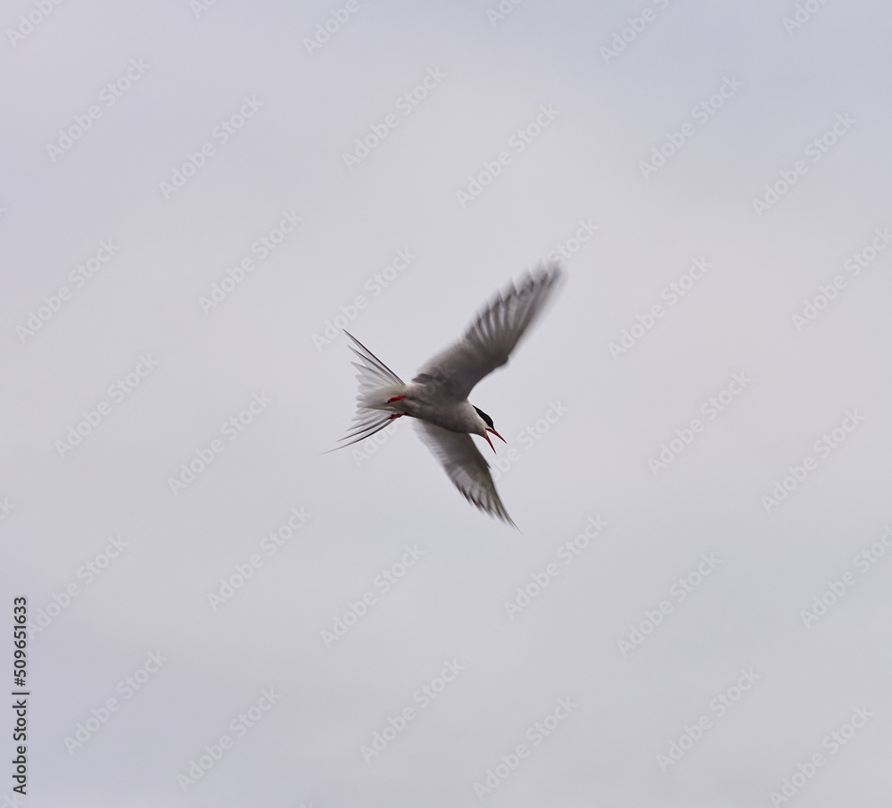 Charrán Ártico volando y en el suelo del Norte de Islandia Charrán Ártico volando y en el suelo del Norte de Islandia