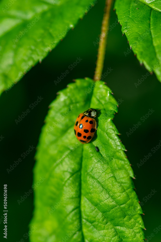 close-up of a ladybug on a green leaf close-up of a ladybug on a green leaf