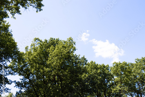 Fototapeta Naklejka Na Ścianę i Meble -  The sun shining through a majestic green oak tree on a meadow, with clear blue sky in the background
