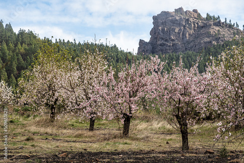 Gran Canaria, Caldera de Tejeda in February, almond trees in full bloom, Spain photo