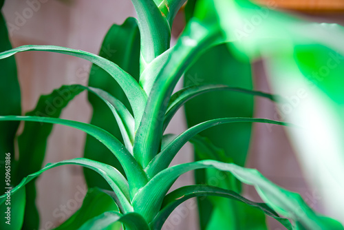 Tropical palm leaf texture, natural background