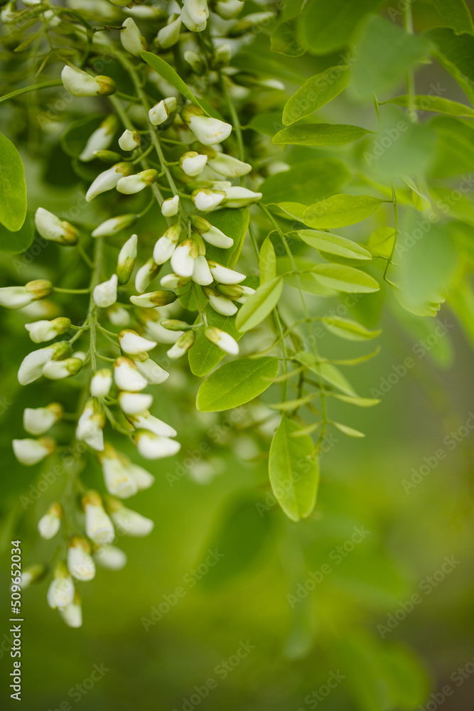 Obraz premium Spring Flowers