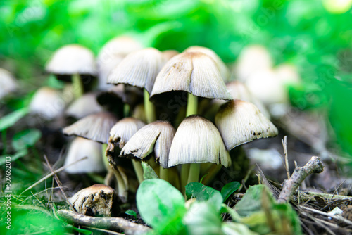 Edible mushrooms in a forest on green background