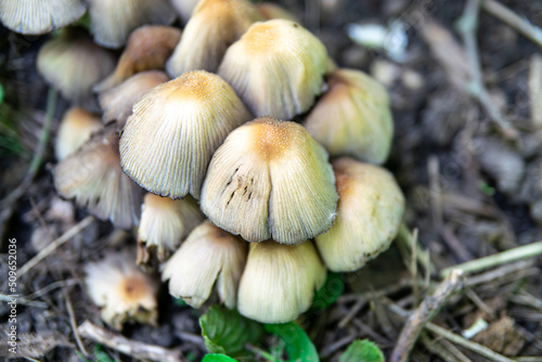 Edible mushrooms in a forest on green background