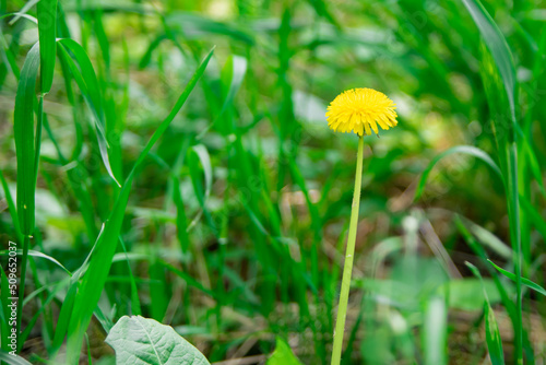 Yellow dandelion, taraxacum officinale, flower in green grass on spring meadow