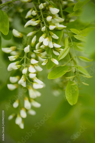 Spring Flowers