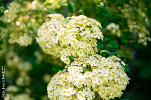 White elderberry flowers at a bush with green leaves. Blur background.