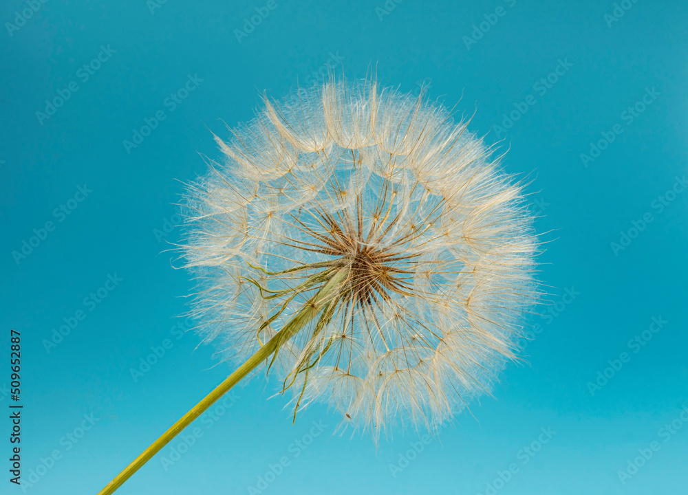 dandelion, herbaceous plant dandelion, on a blue background