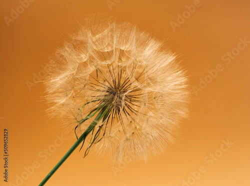 dandelion  herbaceous plant dandelion  on a yellow background