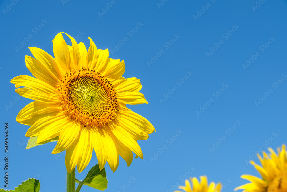 Closeup of the beautiful sunflower is blooming under the clear blue sky. Closeup of the beautiful sunflower is blooming under the clear blue sky.
