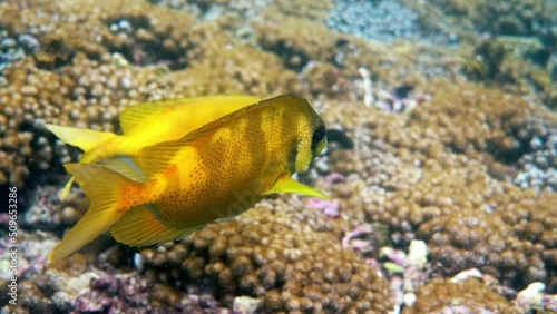 Underwater video of snorkeling or diving on sea coral. Diving underwater with fish blue-spotted spinefoot, Siganus corallinus or yellow coral rabbitfish. Wildlife exotic tropical fishes photo
