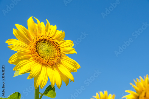 Closeup of the beautiful sunflower is blooming under the clear blue sky.