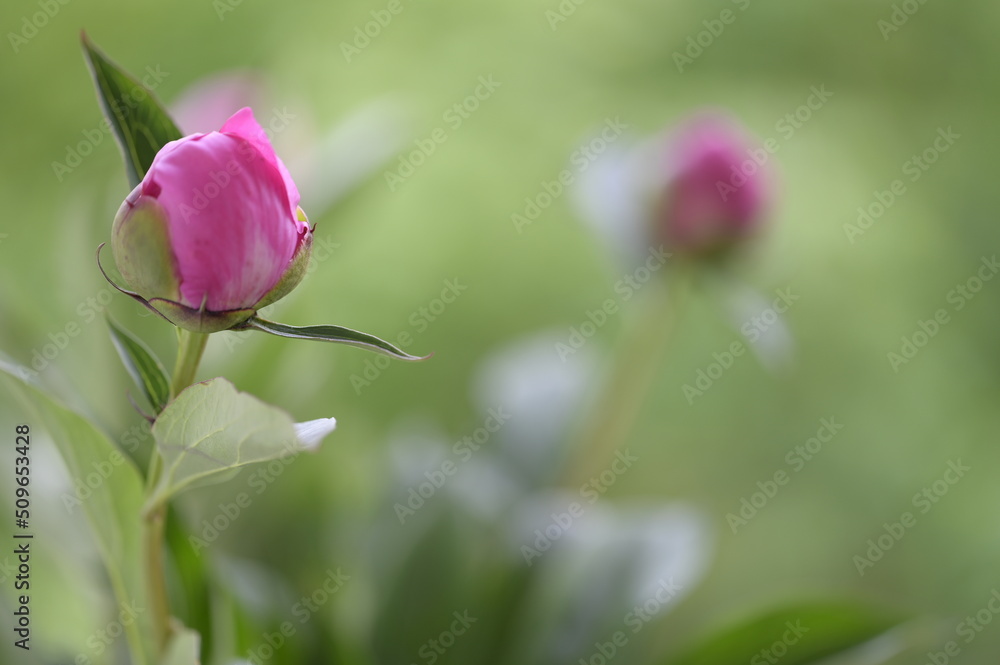 Pink flowers called Peony - undeveloped buds on a green background and white Pink flowers called Peony - undeveloped buds on a green background and white