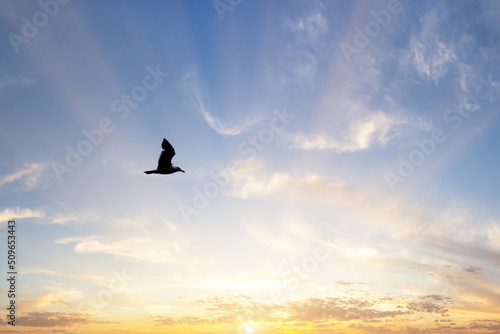A bird at a nature reserve in Lunt in Liverpool, Merseyside. The photo has been taken during the summer.