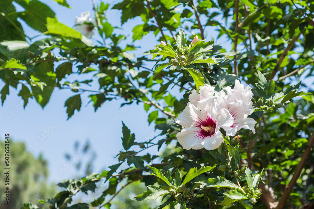 White Hibiscus Syriacus flower and tree White Hibiscus Syriacus flower and tree