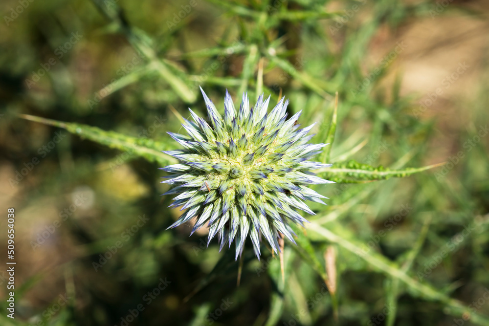 Overhead view of Echinops spinosissimus thistle plant with selective focus
Overhead view of Echinops spinosissimus thistle plant with selective focus