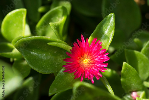 Close up of a Baby Sun Rose (Mesembryanthemum cordifolium) in bloom  photo