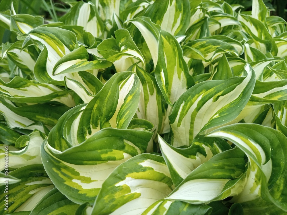 Obraz premium flowers 5