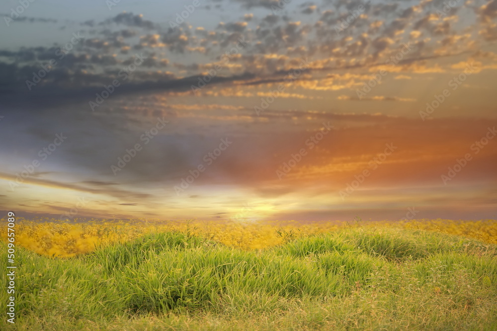 green yellow meadow field with flowers and grass  blue cloudy gold  pink sunset  and sun beam on sky  evening hature landscape