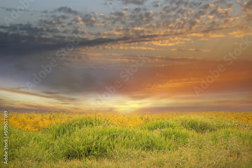 green yellow meadow field with flowers and grass blue cloudy gold pink sunset and sun beam on sky evening hature landscape