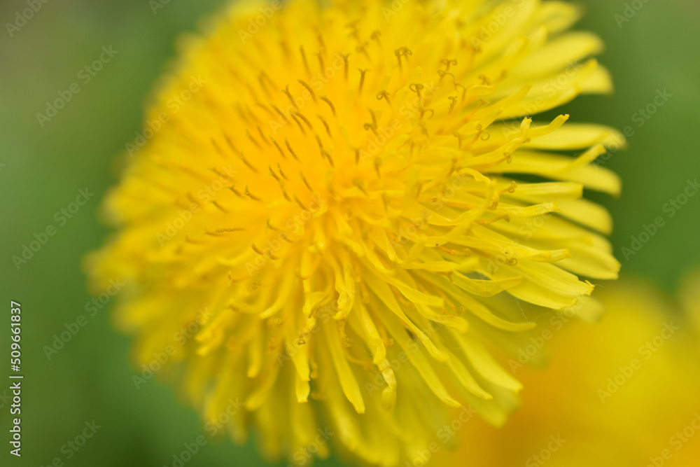 Yellow dandelion flowers close-up. Dandelion taraxacum is a genus of perennial herbaceous plants of the Asteraceae family. Yellow dandelion flowers close-up. Dandelion taraxacum is a genus of perennial herbaceous plants of the Asteraceae family.