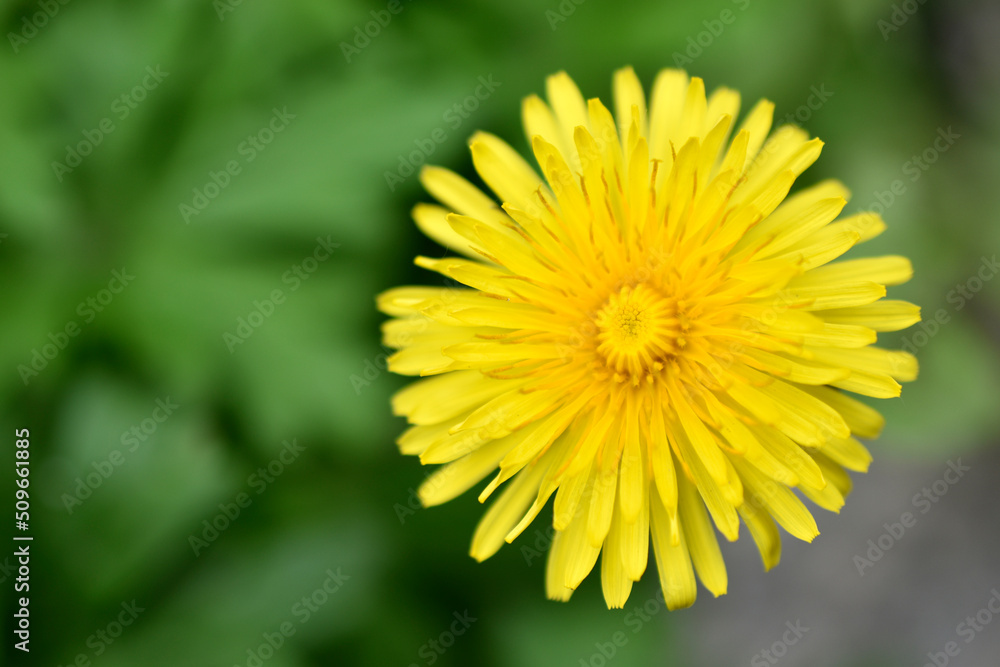 Yellow dandelion flowers close-up. Dandelion taraxacum is a genus of perennial herbaceous plants of the Asteraceae family. Yellow dandelion flowers close-up. Dandelion taraxacum is a genus of perennial herbaceous plants of the Asteraceae family.