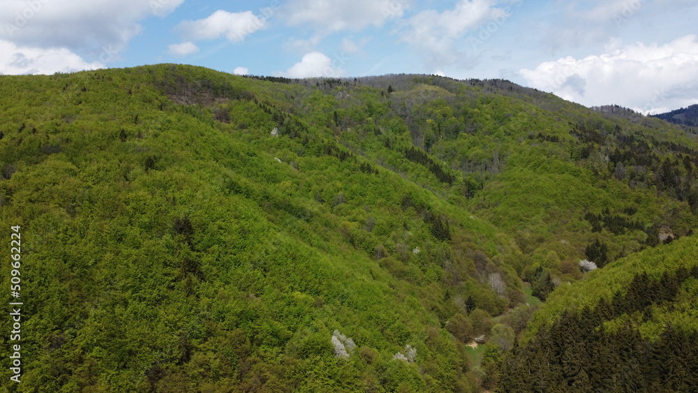 forest in the mountains forest in the mountains