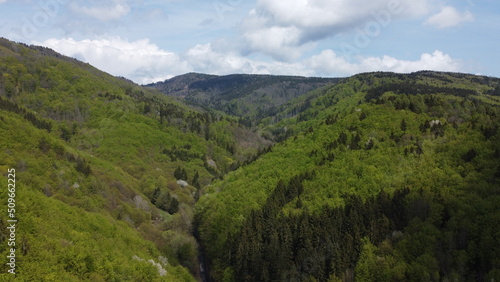 Fototapeta Naklejka Na Ścianę i Meble -  forest in the mountains