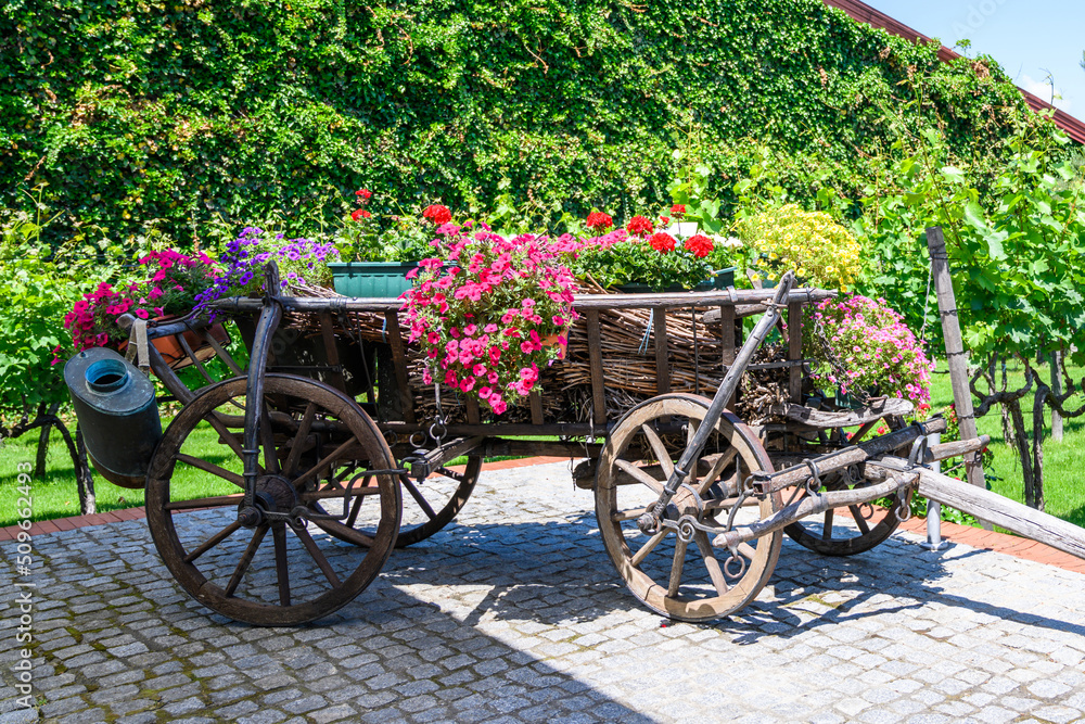 Vintage wooden decorative garden cart in vineyard.