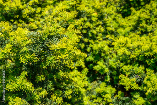 Close up of branches of juniper, spruces in the forest. Background. Texture