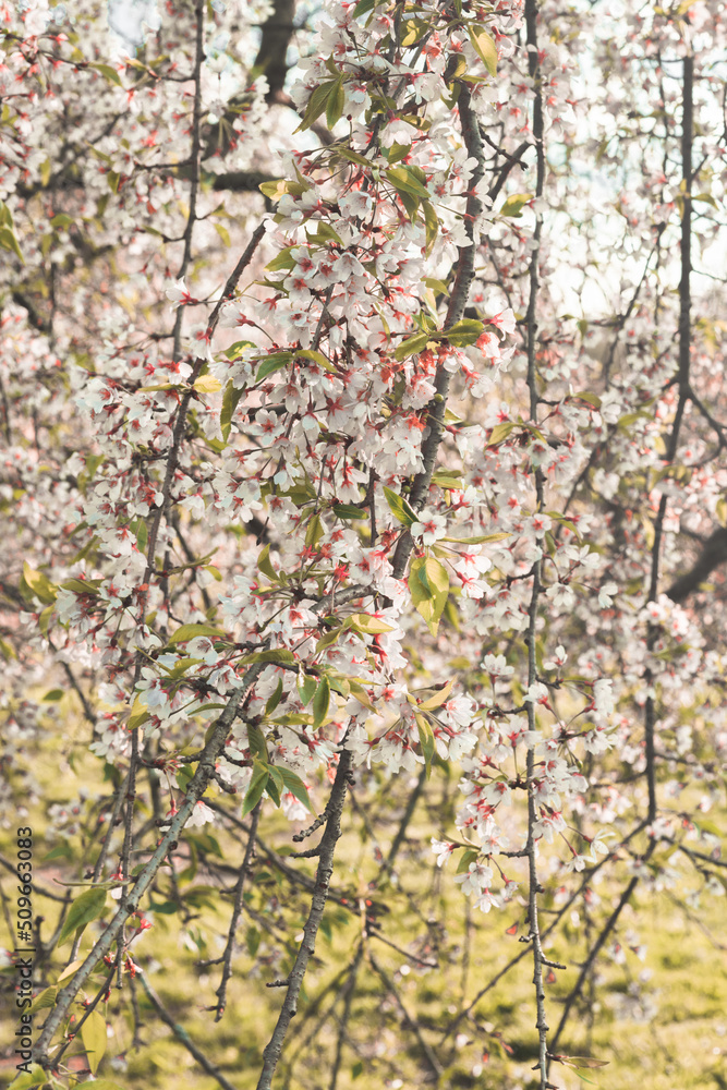 Close view of white cherry blossoms in a park