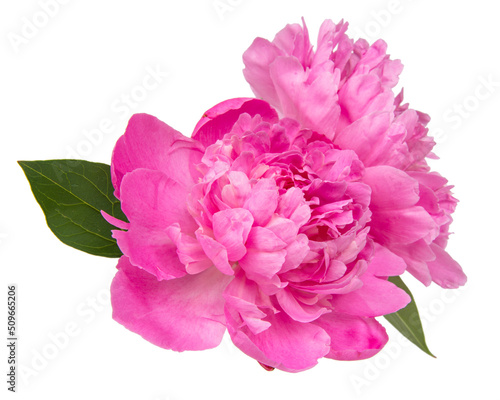 Pink beautiful peony flower isolated on the white background © Liza