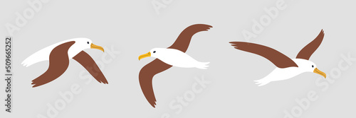 Cute albatross - cartoon bird character. Vector illustration in flat style isolated on gray background. photo