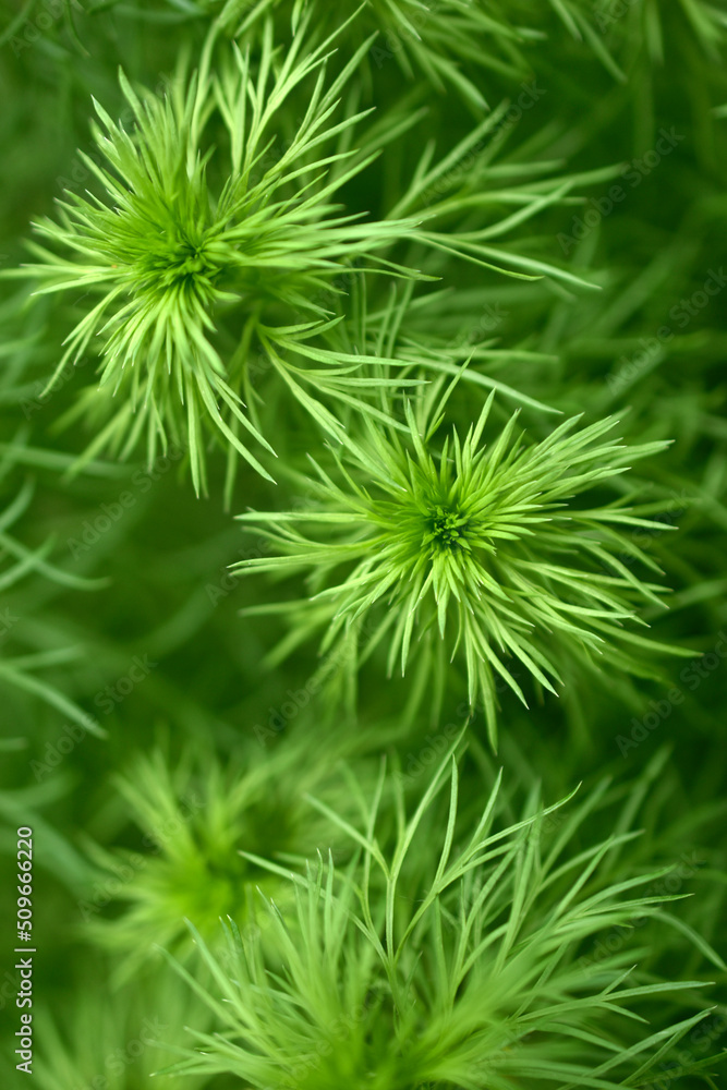 Spring adonis or mountain flower adonis vernalis is a perennial herbaceous plant Spring adonis or mountain flower adonis vernalis is a perennial herbaceous plant