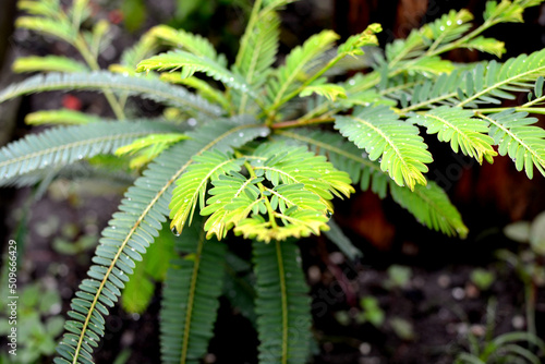 Young Gooseberry Plant - a close-up view of the young green plant of gooseberries where leaves are growing into a bush in the garden