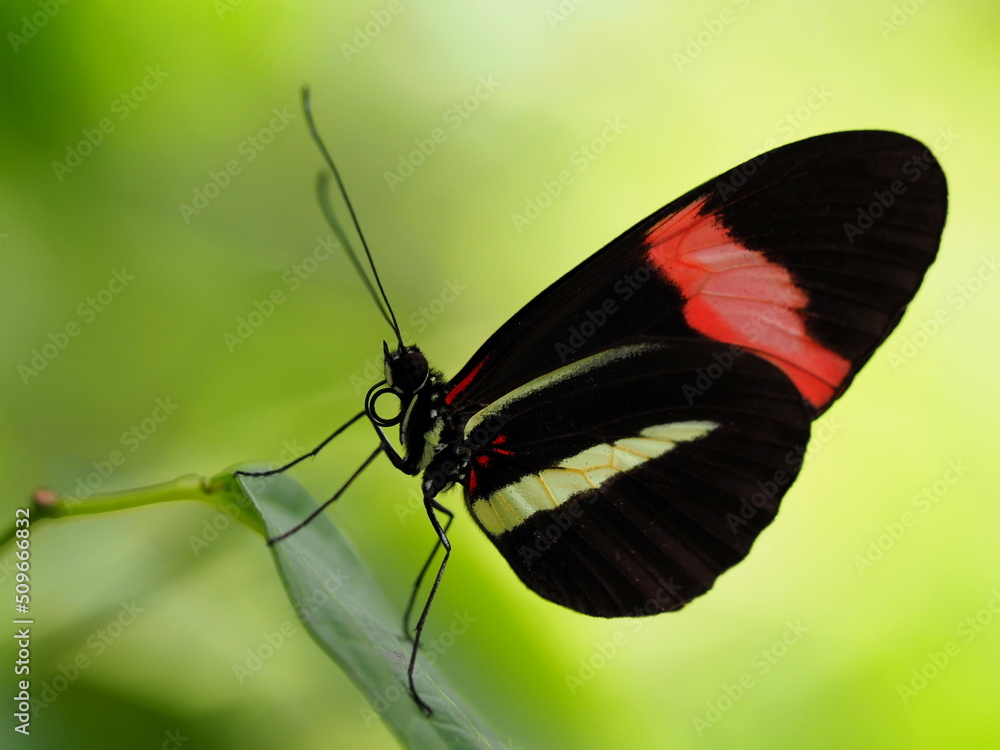 Naklejka premium Tropischer Schmetterling - Postbote
