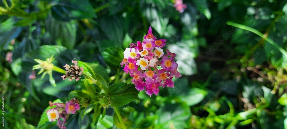 Pink Flowers Pink Flowers