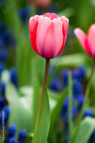 red and pink tulip 