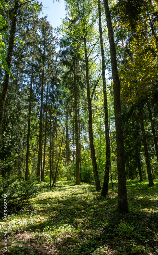 Trees in the green wood