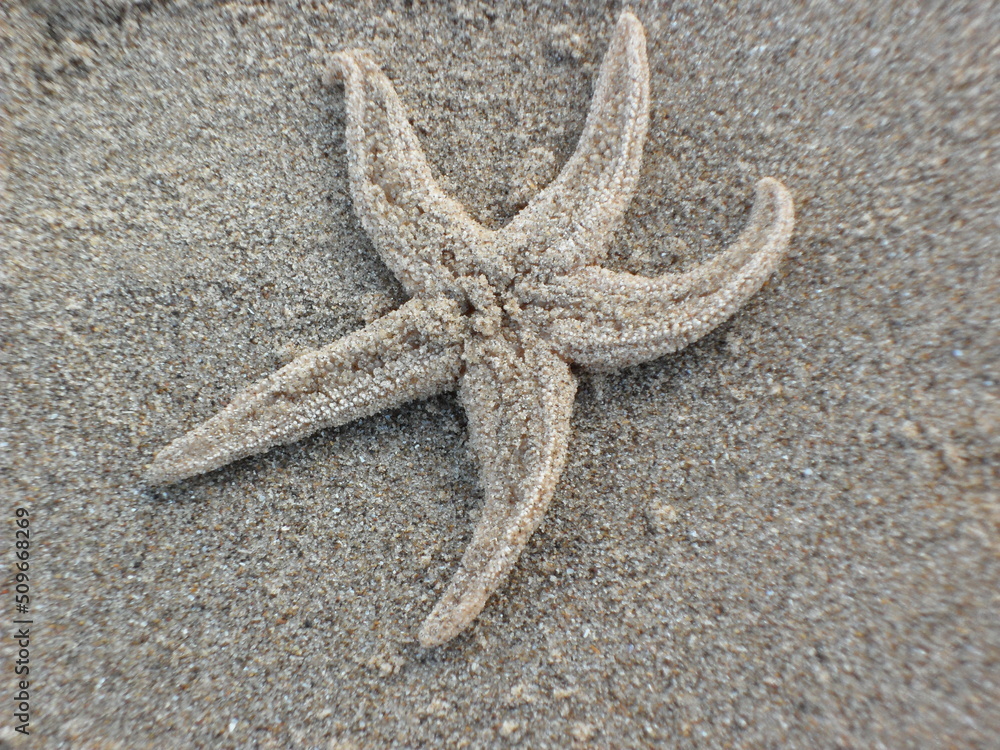 A camouflaged starfish creature on the sand of a beach. A camouflaged starfish creature on the sand of a beach.
