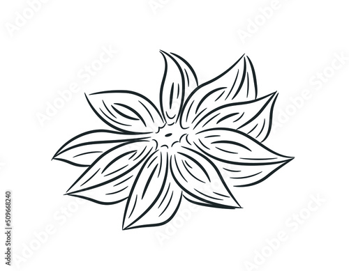 Anise flower hand drawn. Anise star in doodle style. Isolated vector illustration.