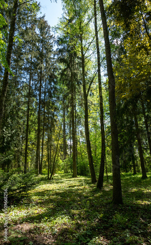 Trees in the green wood © Arturs