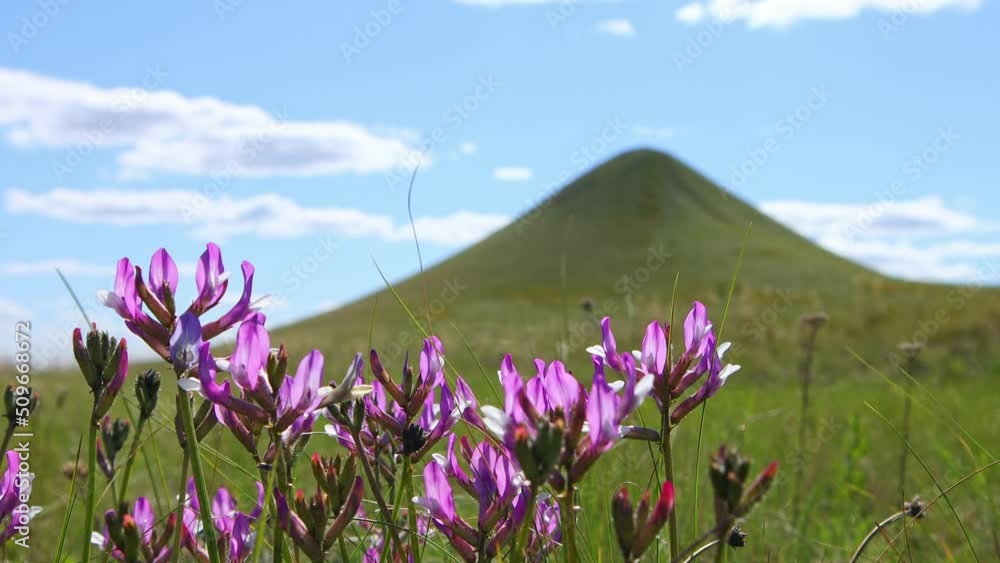 Purple wildflowers close-up against a high hill swaying in the wind. A mighty high hill created by nature. Beautiful landscape on a background of blue sky with clouds on a clear sunny day. Purple wildflowers close-up against a high hill swaying in the wind. A mighty high hill created by nature. Beautiful landscape on a background of blue sky with clouds on a clear sunny day.