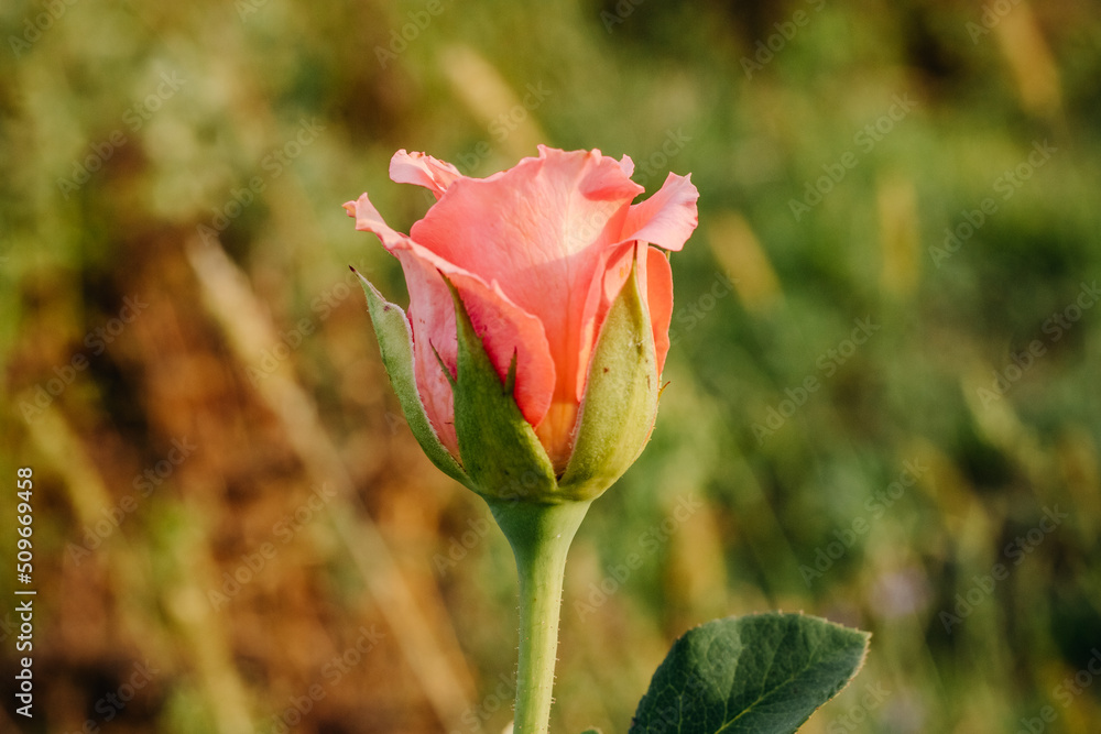 Bright pink flower in the green grass in the garden. Rose in the garden. Bright pink flower in the green grass in the garden. Rose in the garden.