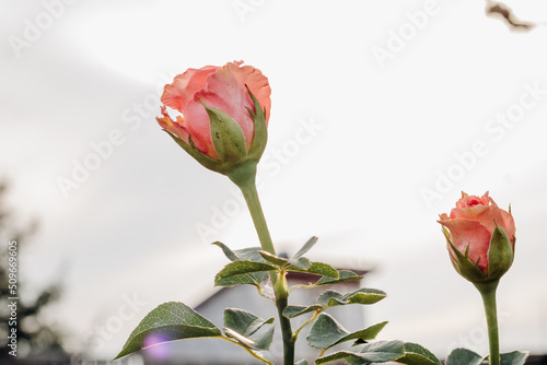 Bright pink flower in the green grass in the garden. Rose in the garden. 