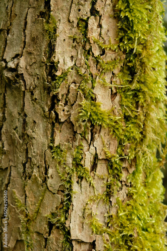 Tree bark close up high detail. A close up shot of tree bark with associated flora. Tree bark close up high detail. A close up shot of tree bark with associated flora.