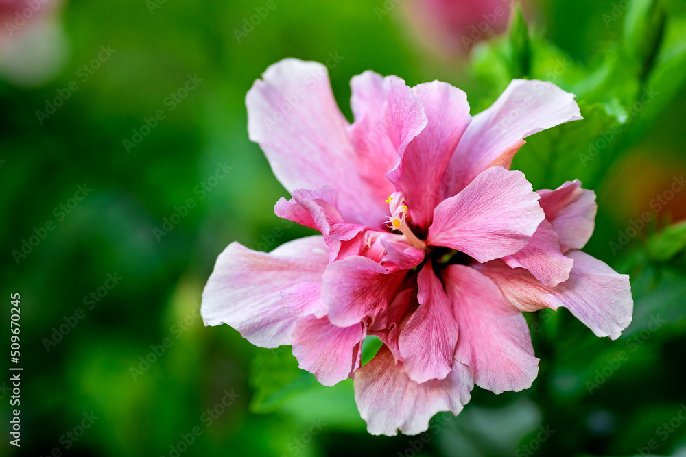 Pink hibiscus flower blooming in spring time, tropical plant in Cancun, Mexico Pink hibiscus flower blooming in spring time, tropical plant in Cancun, Mexico