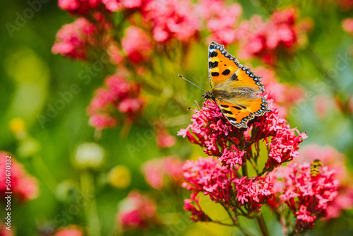Schmetterling im Garten, Schmetterling an Sommerblüte  © photo-corona