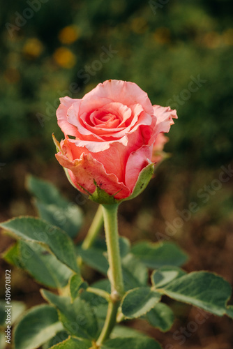 Bright pink flower in the green grass in the garden. Rose in the garden. 