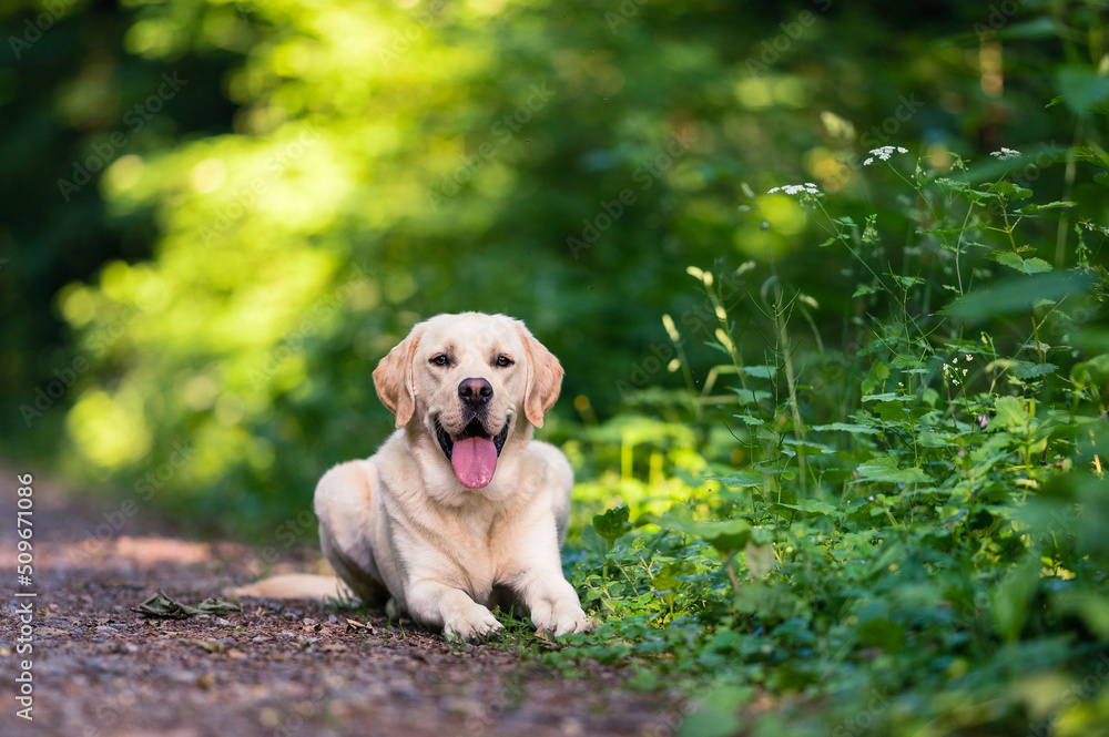 Male Labrador Golden Retriever crossbreed in the forest Male Labrador Golden Retriever crossbreed in the forest